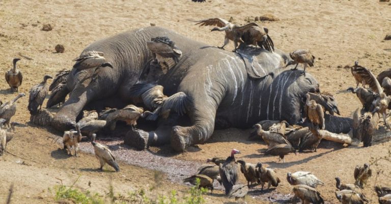 Criminalité environnementale : plus de 100 millions de requins tués l’an, 4000 éléphants braconnés en Afrique chaque année, l’hécatombe !