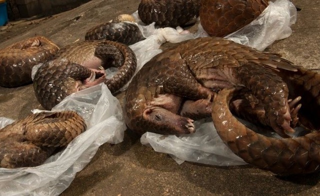 Trafic et braconnage : qui pour sauver le pangolin d’extinction ?