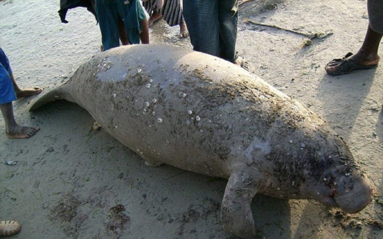 Le lamantin d’Afrique sur la Liste rouge des espèces en danger : une espèce à  protéger